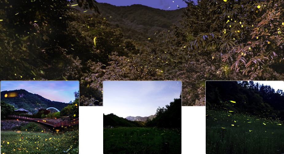 무주반딧불축제