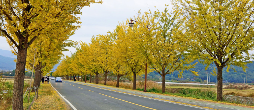 경주 걷기 졶은 길