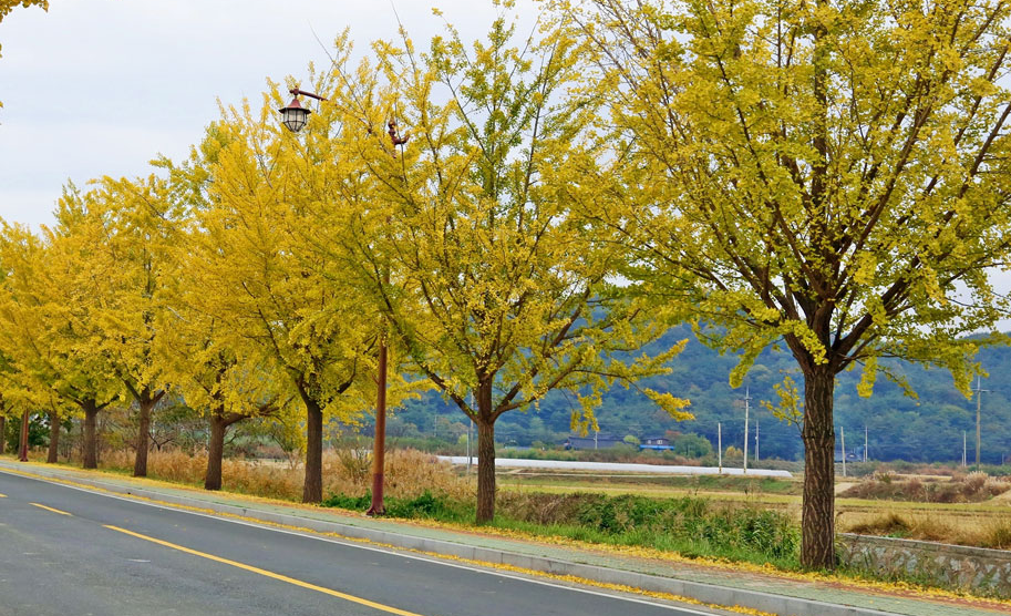 경주 걷기 졶은 길