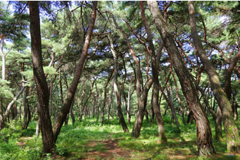 경주 걷기 졶은 길