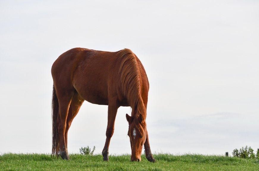 2026년 붉은 말띠해