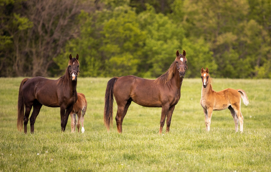 2026년 붉은 말띠해