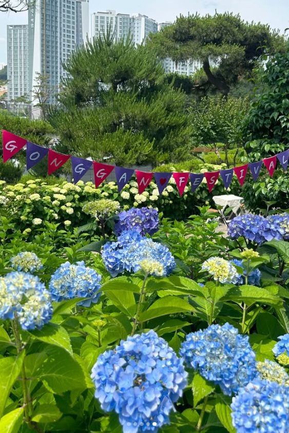 청주 베이커리카페 공간 수국 축제